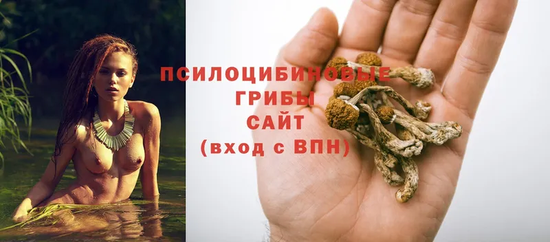 Псилоцибиновые грибы Psilocybine cubensis  купить наркоту  МЕГА сайт  Пестово 